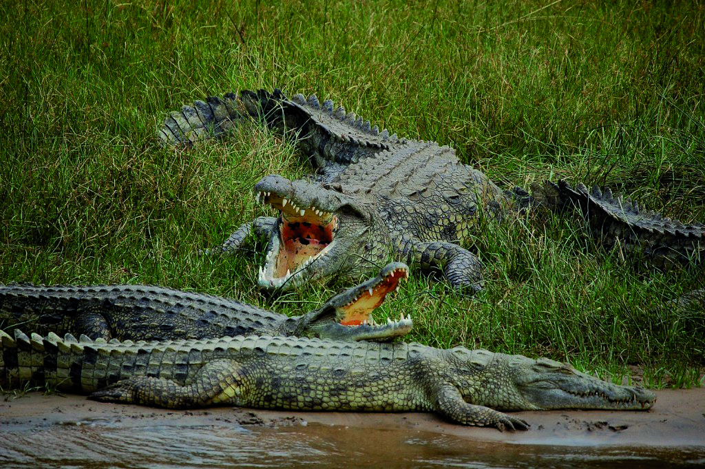 Selbstfahrer Safari Krokodile Afrika Abenteuer Urlaub