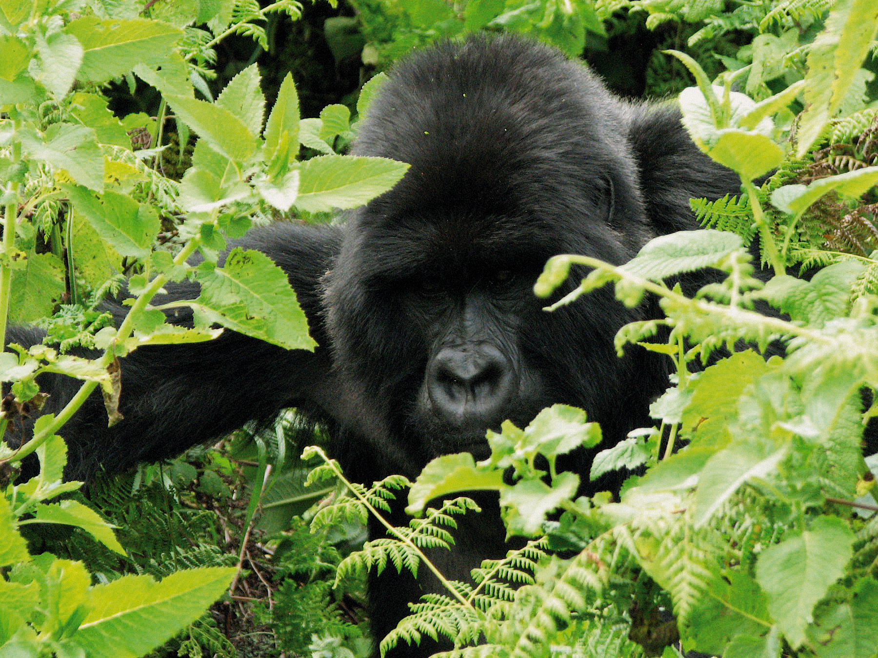gorilla und motorrad tour in uganda vor dem berggorilla im nationalpark