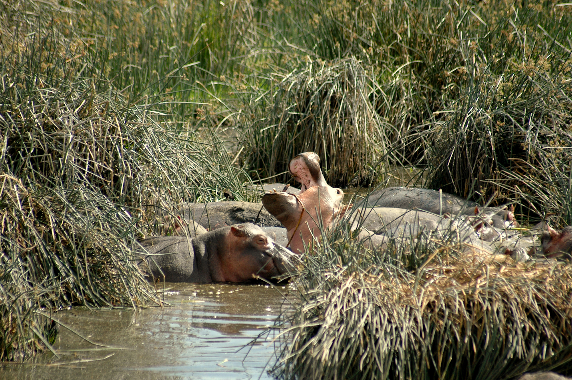 Safari im Ngorongoro Krater Serengeti Tansania Nilpferd Flusspferd