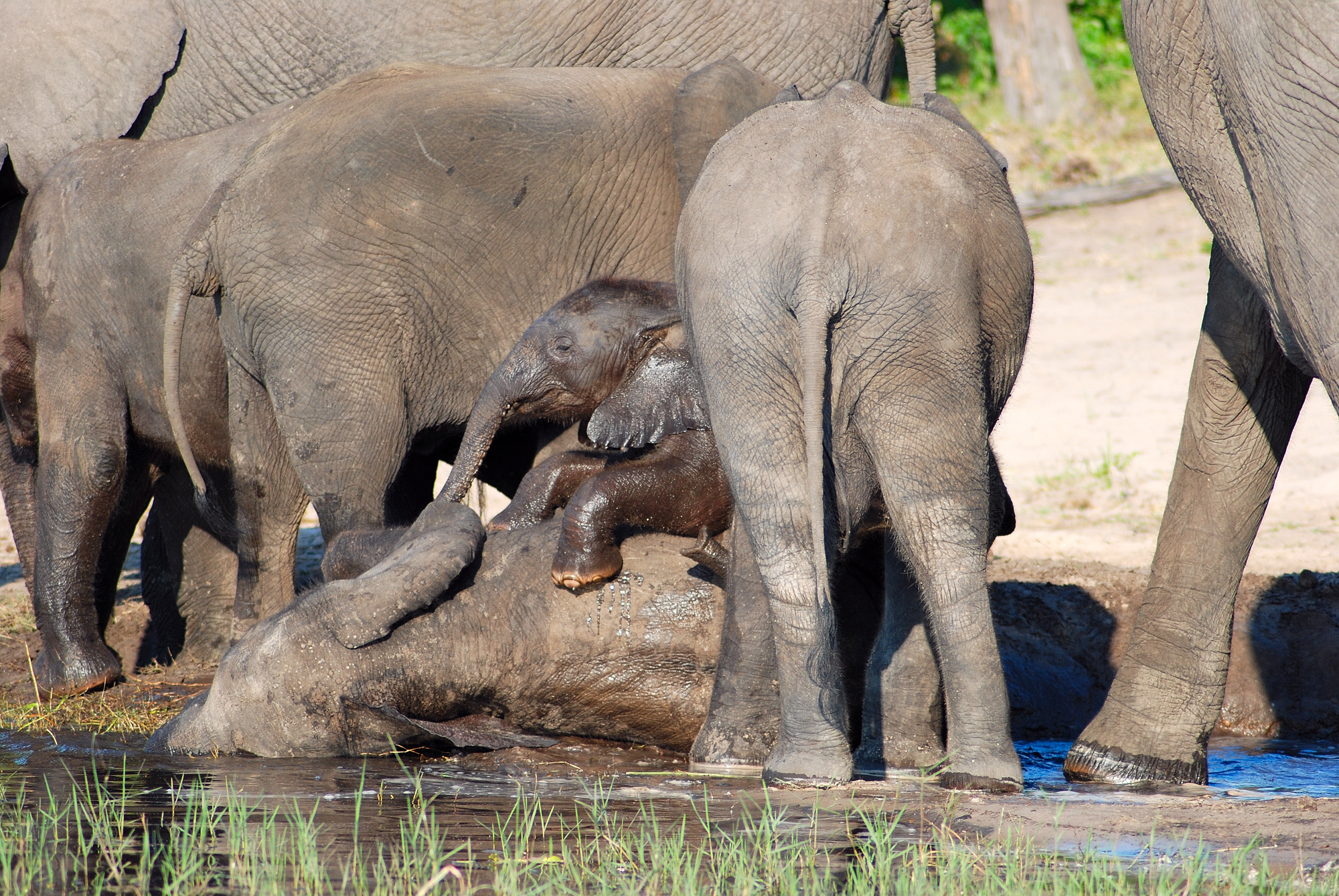 Es ist Zeit, die Big Five zu besuchen: In Suedafrika ist es immer ein Vergnuegen, unglaubliche Wildtiere zu sehen