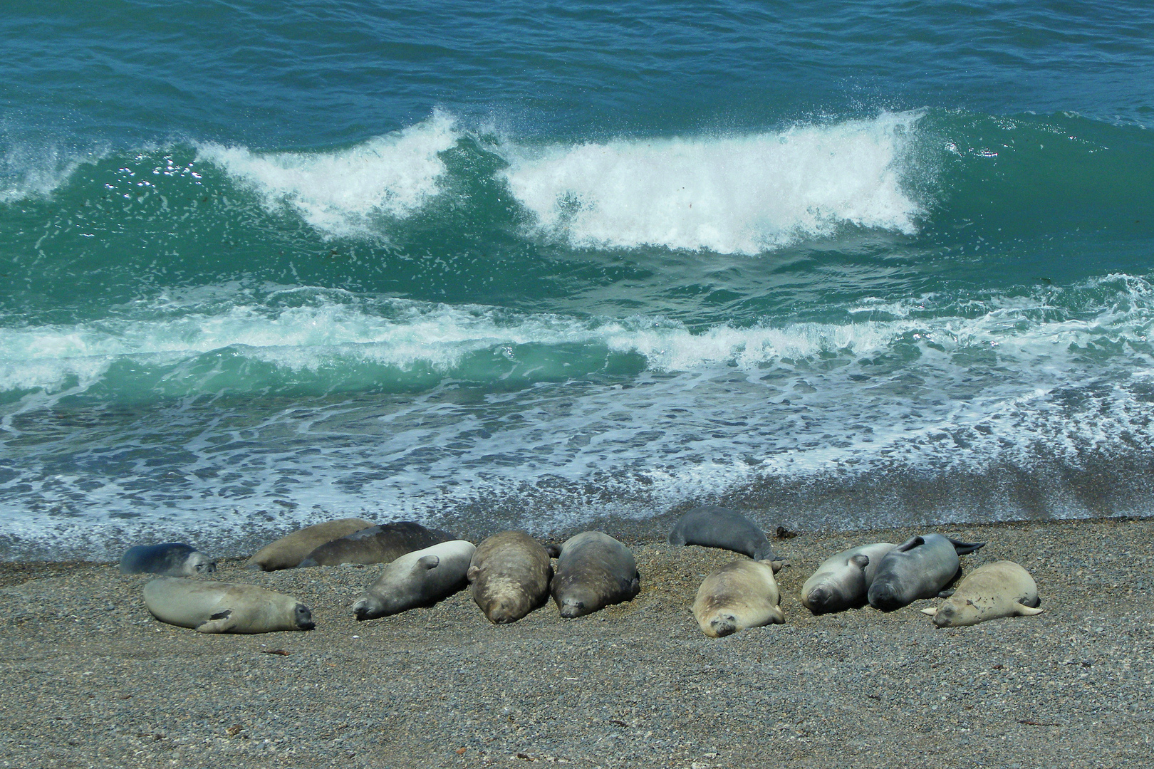 Puerto Madryn: Paradies für Naturfreunde mit unberührten Stränden und Tierbeobachtungen.