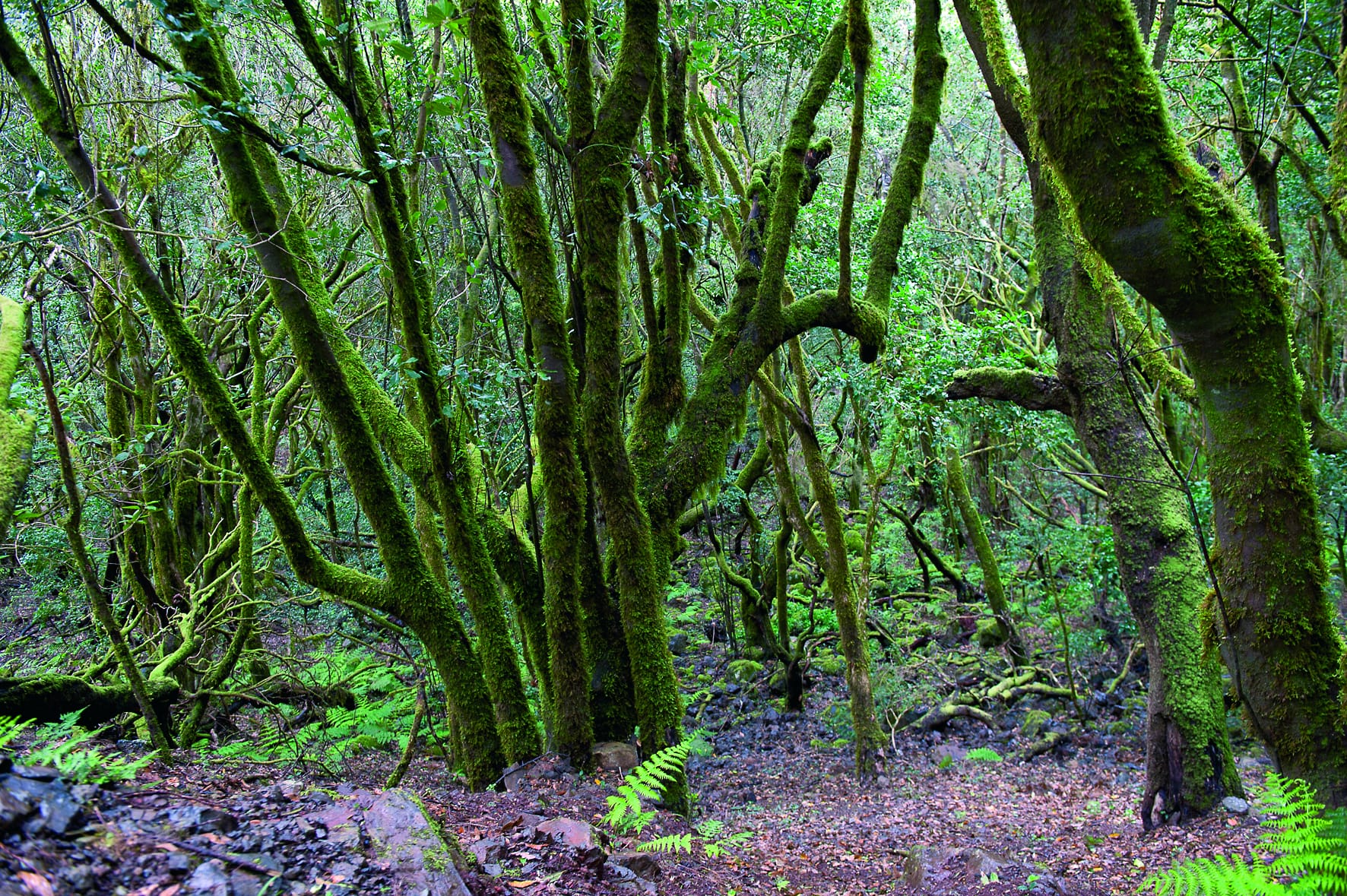 Laurisilva Wald Garajonay auf La Gomera