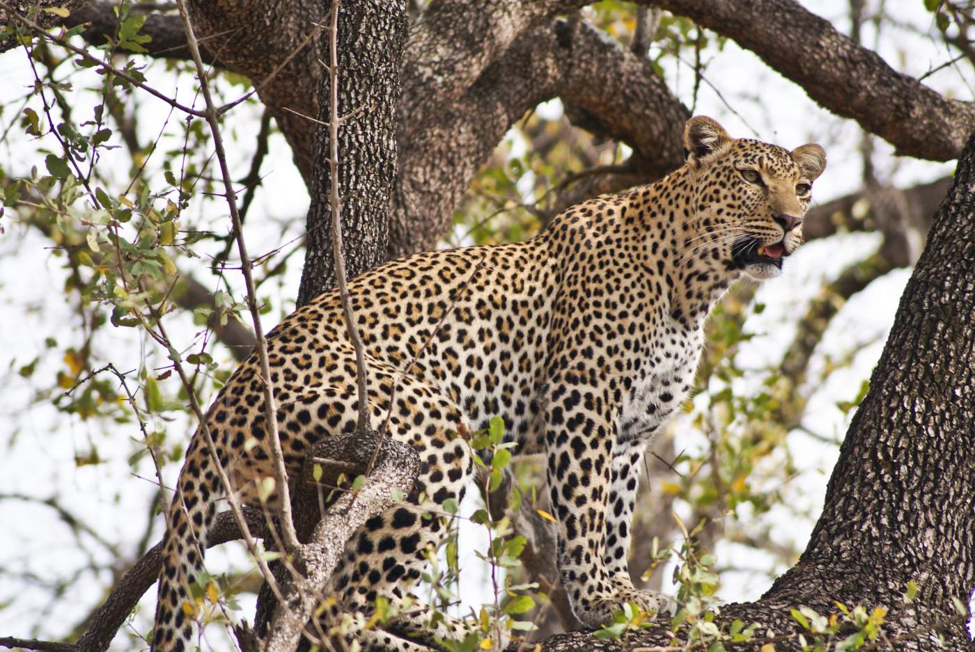 Leopard im Moremi Wildtierreservat Botswana Safari Rundreise