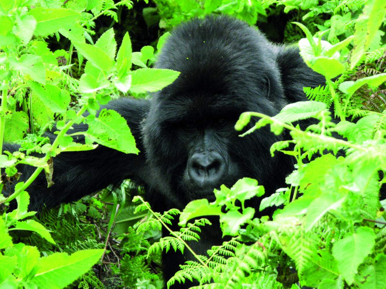 Overcross Kostenlose Gorilla Permits