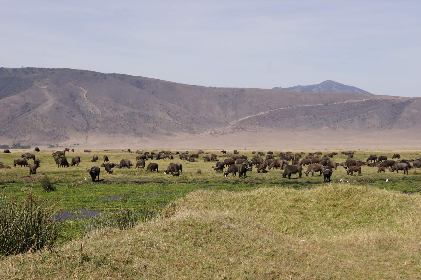 Die weite Ebene des Ngorongoro Kraters in Tansania Ngorongoro Conversation Area mit Ngoronogro Krater