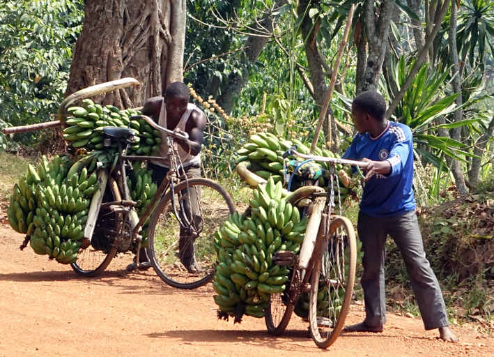 Das Fahrrad als Transportmittel in Uganda