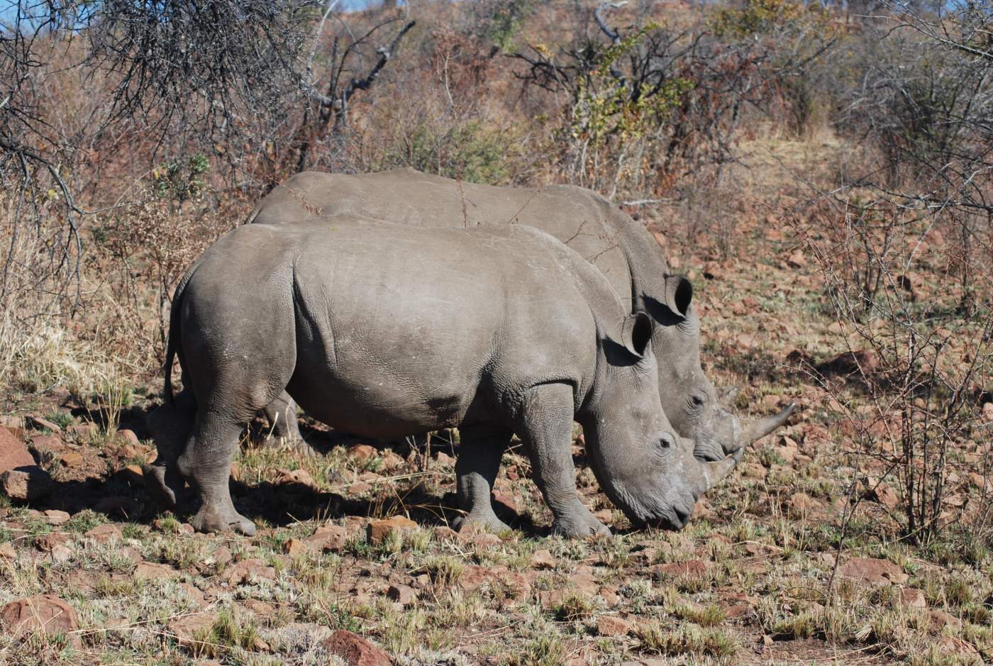  Nashörner im Khama Rhino Sanctuary Botswana Rundreise Safari