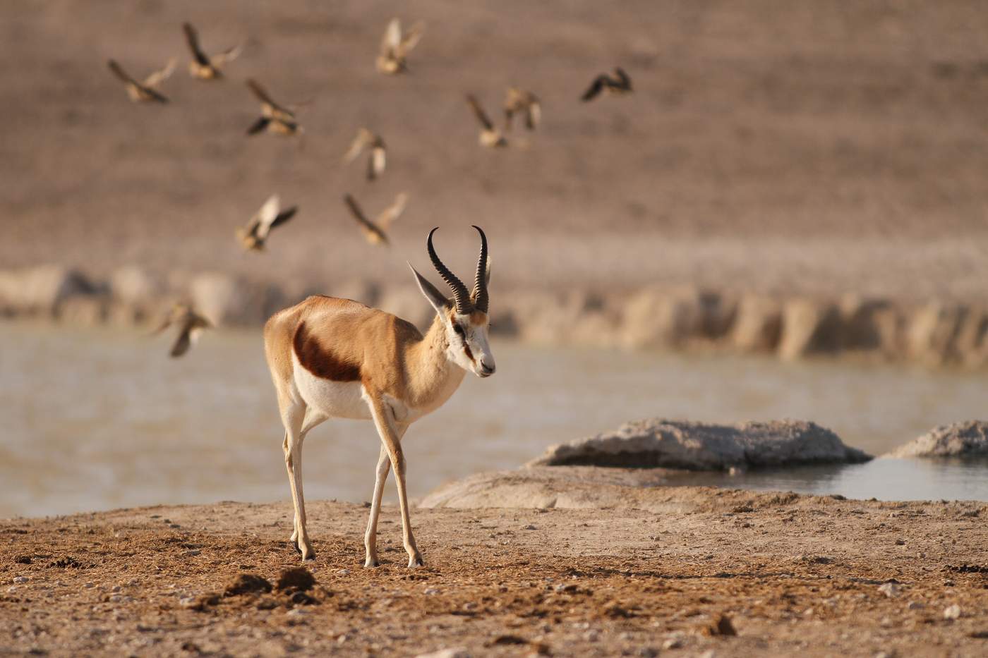 Impala Etoscha Nationalpark Namibia Safari Reise
