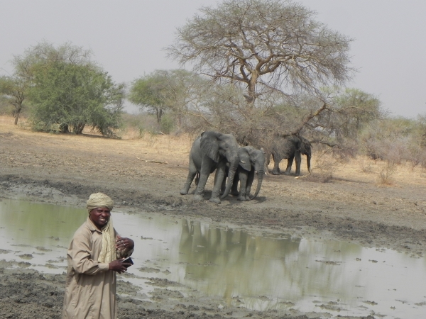 Elefanten im Dinder-Nationalpark, Sudan