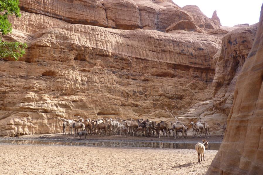 Kamel-Tränke des Guelta d'Archei, Tschad