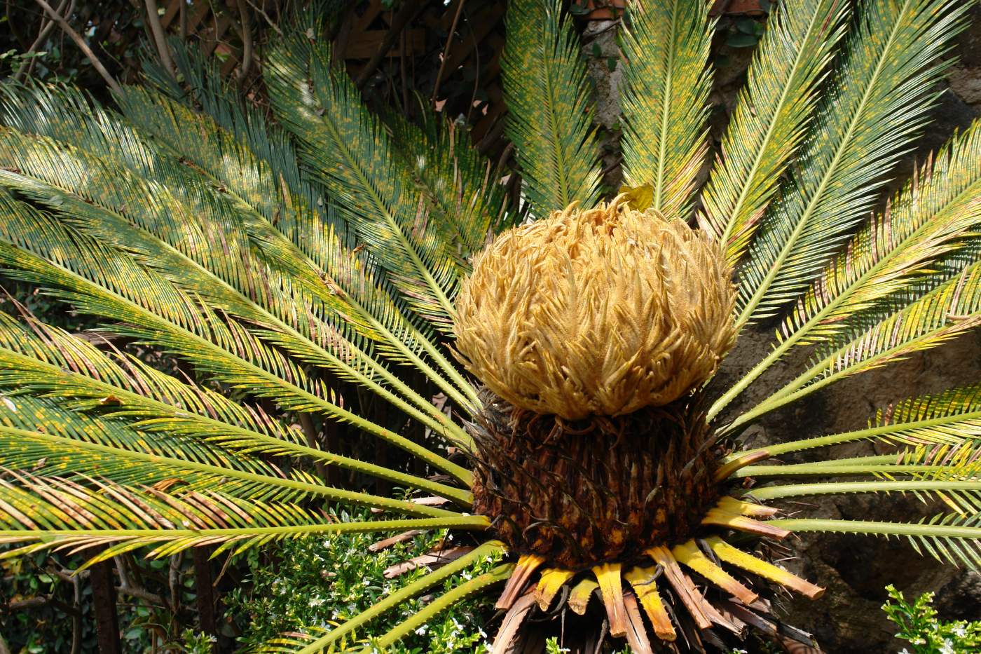 Palme in Guatemala