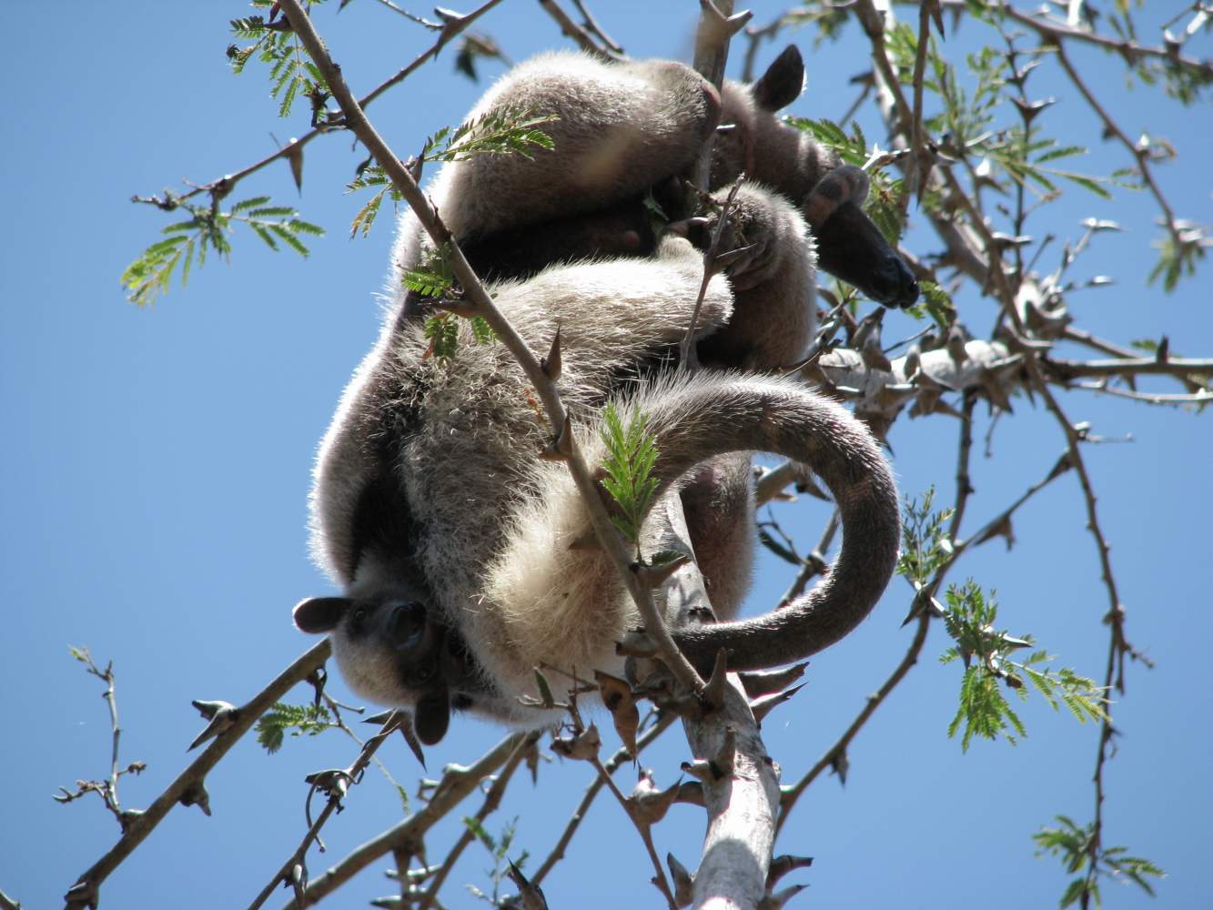 Amerisenbären in Nicaragua