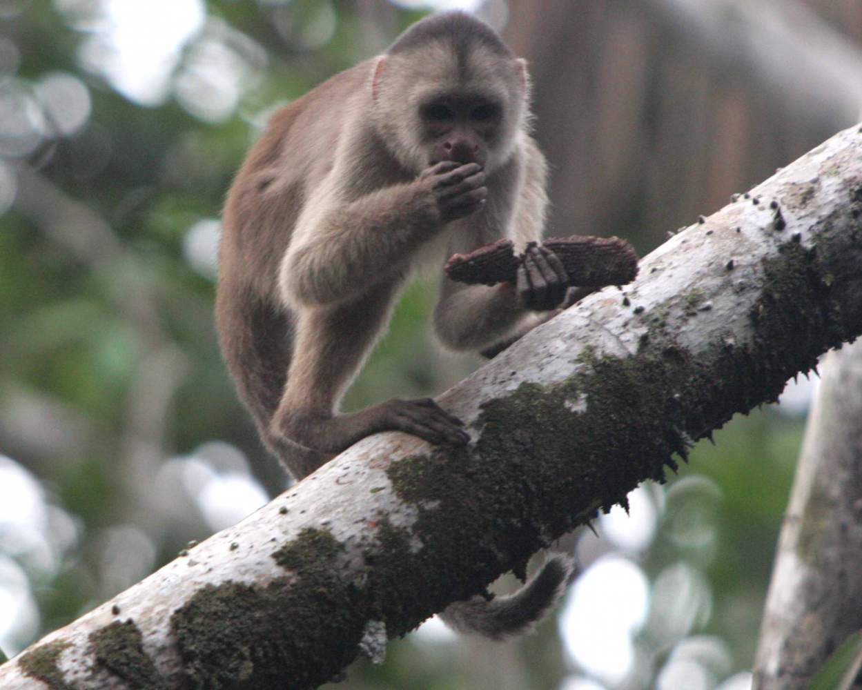 Affe im Amazonas-Regenwald