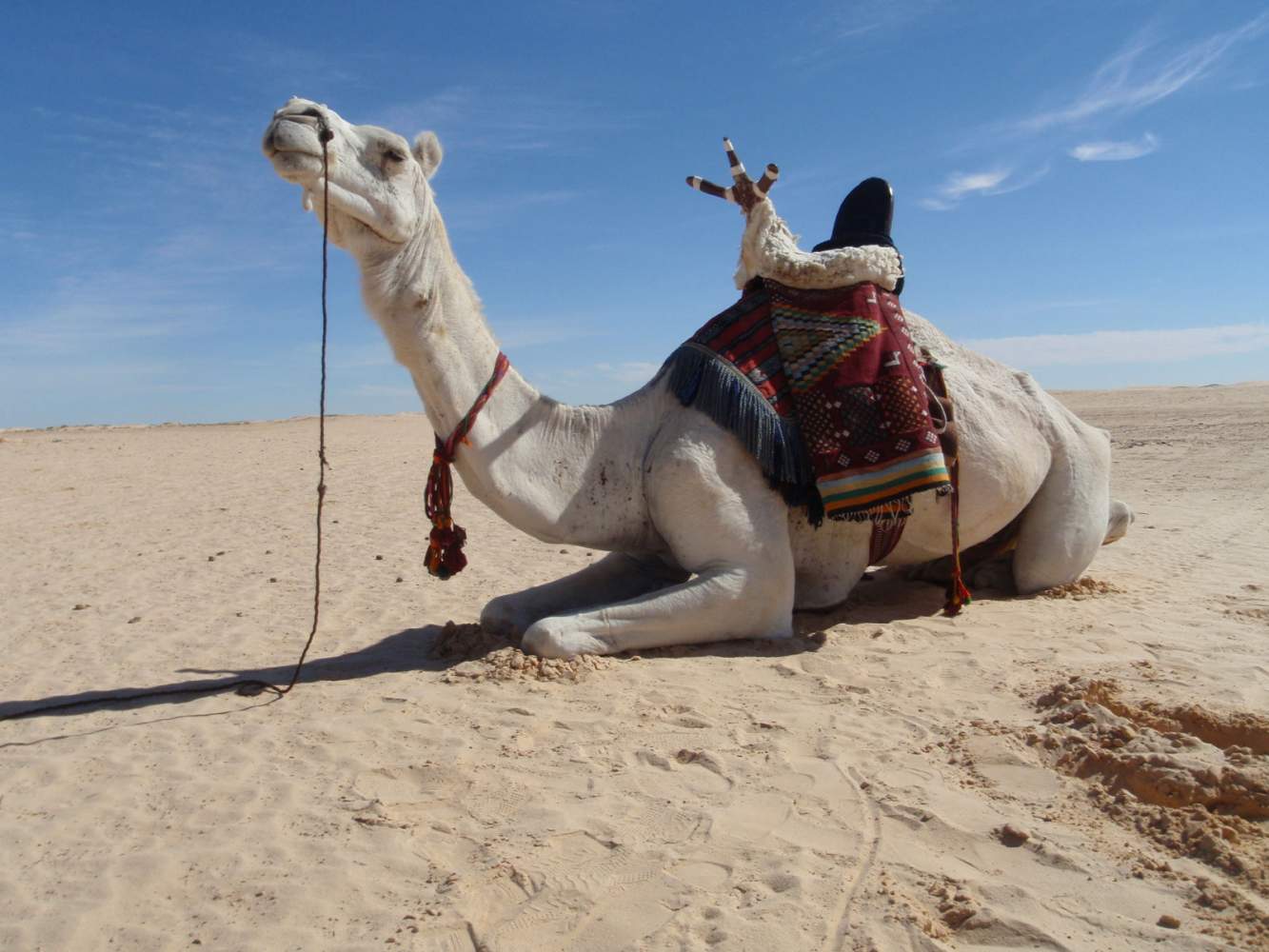 Dromedar im Sand auf der Tunesien Enduro Reise durch die Sahara